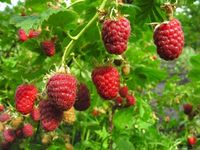 Raspberries growing